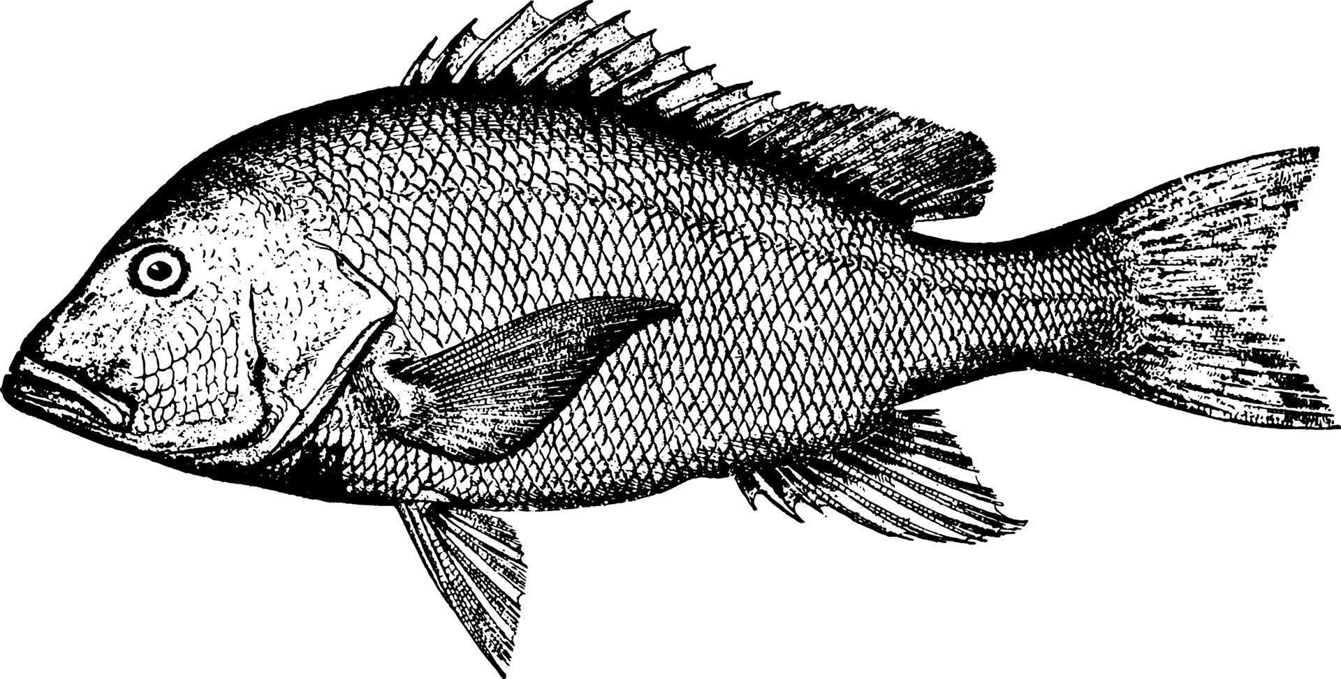 Red Snapper, vintage illustration. vector