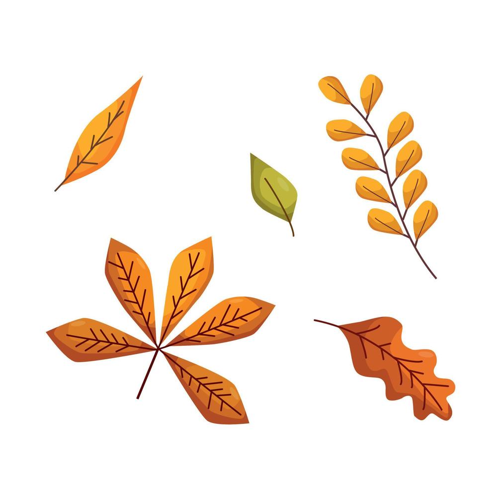 A set of autumn leaves of oak, chestnut, mountain ash and birch. Vector cartoon illustration on a white background.