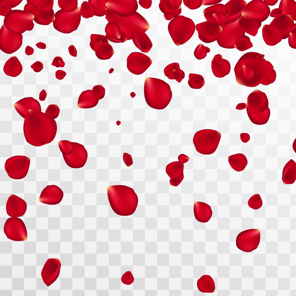 fondo abstracto con pétalos de rosa rojos voladores sobre un fondo transparente blanco. ilustración vectorial eps 10. pétalos de rosa ilustración vectorial vector