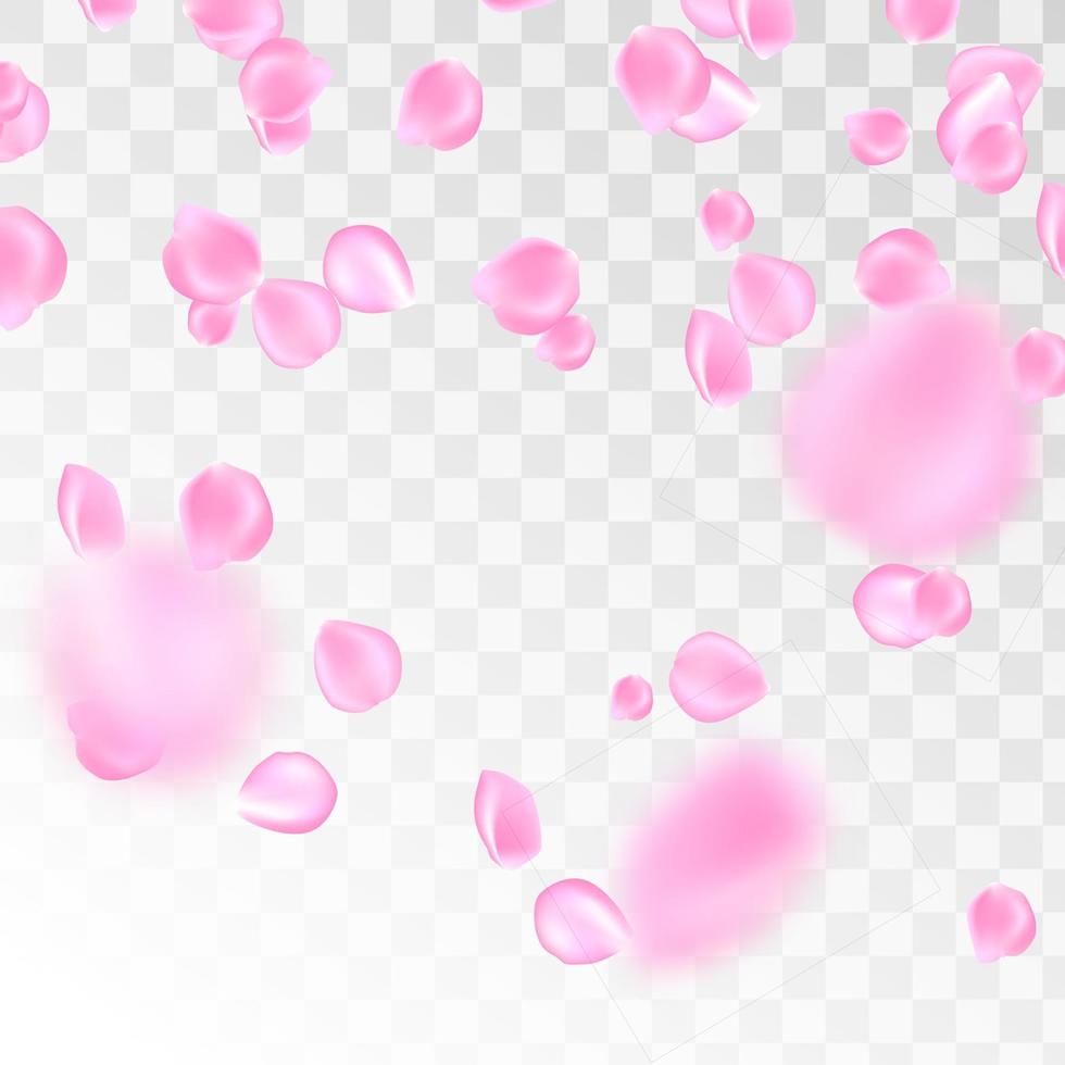 Flowers petals falling on vector transparent background. Wedding, Valentine or Women day pink floral blossoms flying in wind whirl backdrop