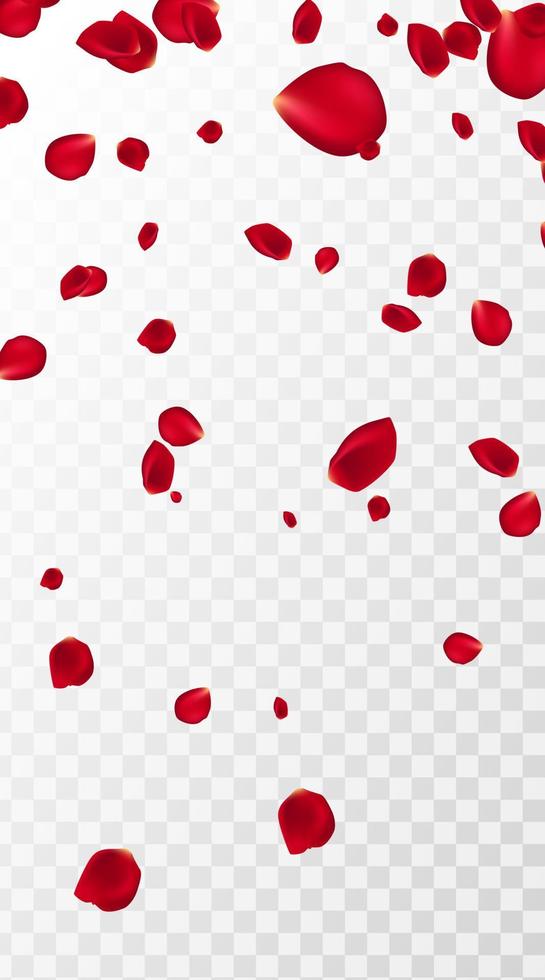 Abstract background with flying red rose petals on a white transparent background. Vector illustration. EPS 10. Rose petals vector illustration
