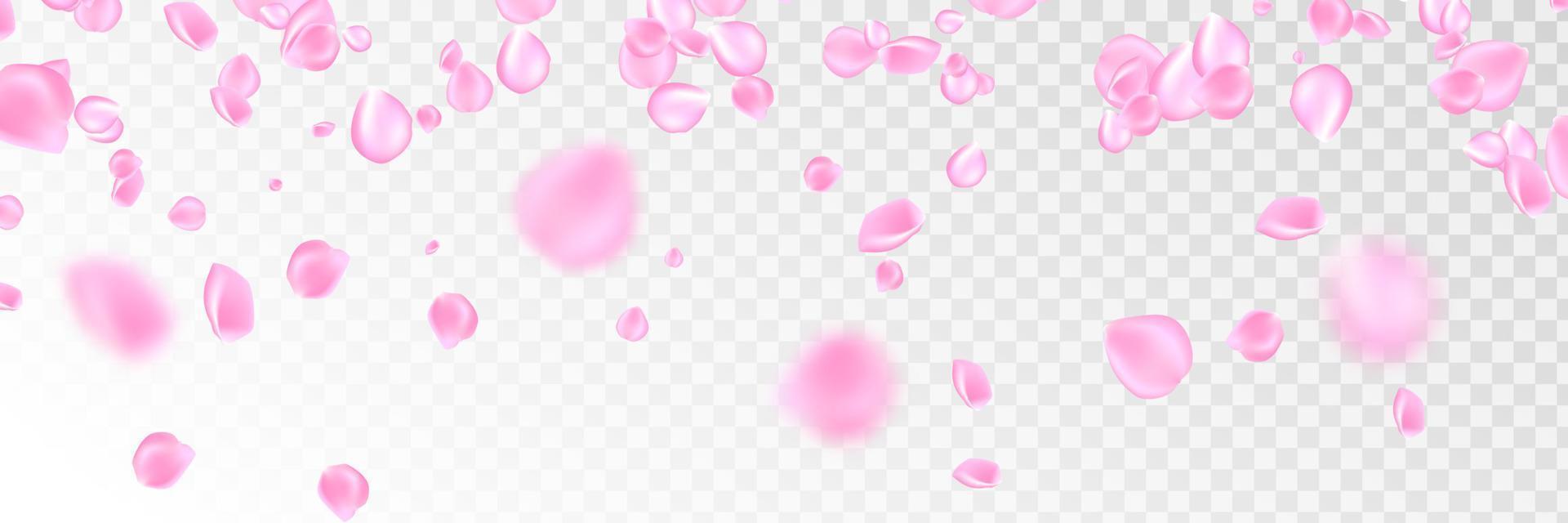 Flowers petals falling on vector transparent background. Wedding, Valentine or Women day pink floral blossoms flying in wind whirl backdrop