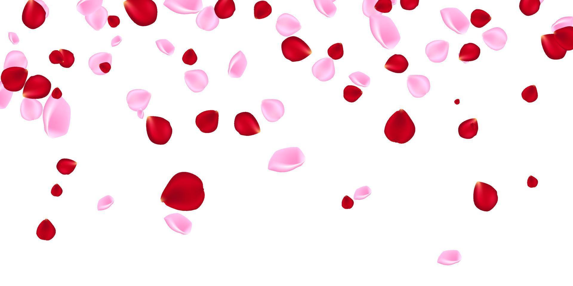 Red and pink falling flowers petals isolated on transparent background. Vector rose flying effect in wind whirl backdrop for Women, Mother Day, Valentine, wedding or romantic greeting card design.