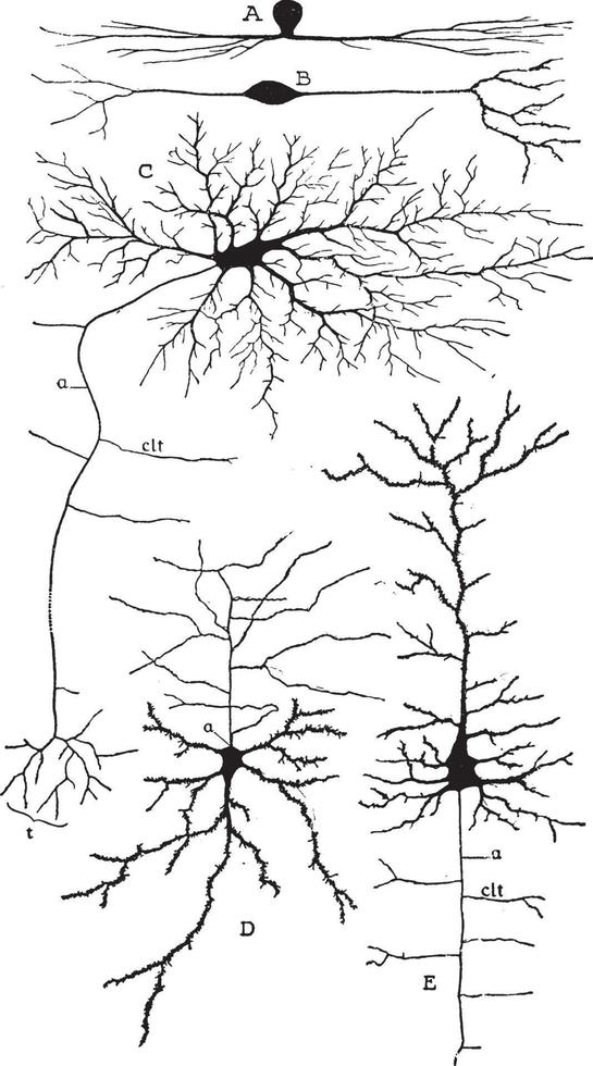 Variety of the Cell Bodies of Neurons, vintage illustration vector