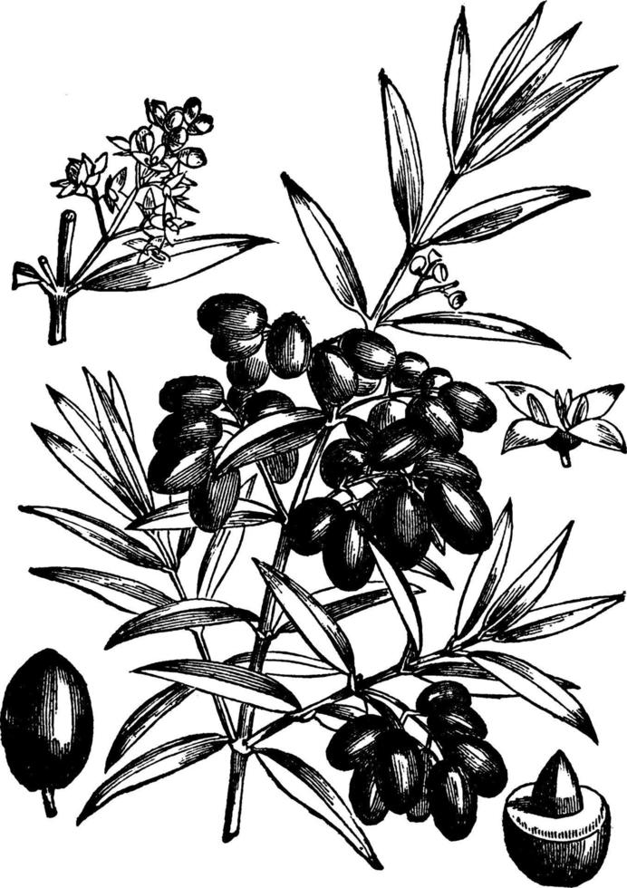 Olive Tree vintage illustration. vector