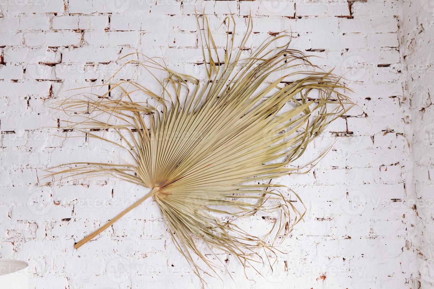 Dry tropical exotic palm leaf on white brick wall background. Flat lay, top view minimalist floral pattern aesthetic composition. Summer time concept. photo