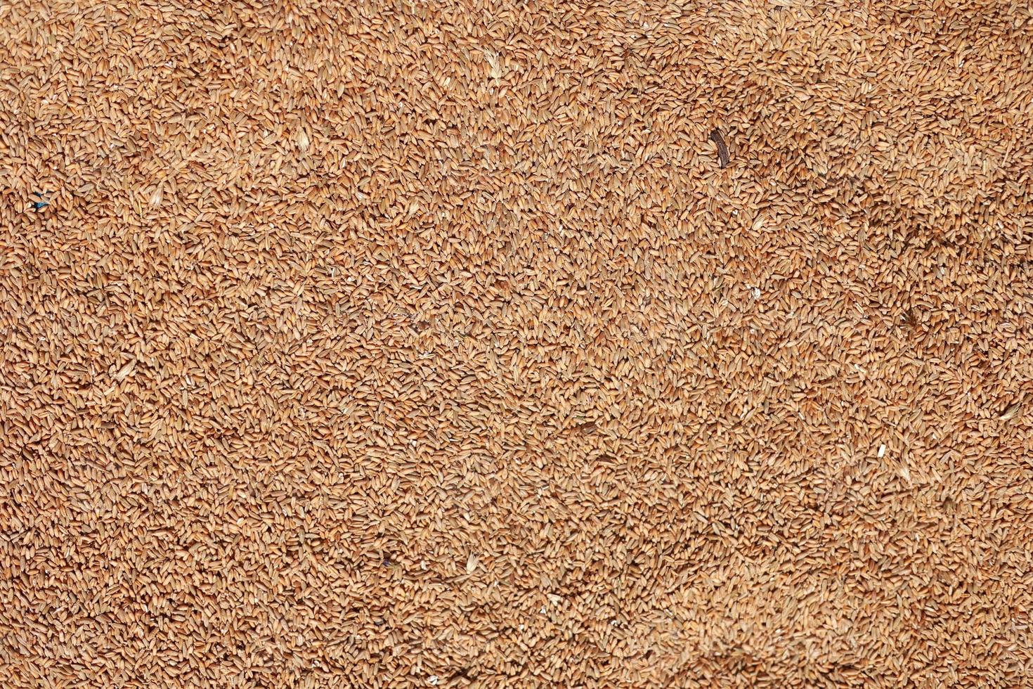 Wheat grains as agricultural background. Processed organic wheat grains texture. Close up top view. Suitable as a backdrop for the projects on art, creativity, imagination and design photo