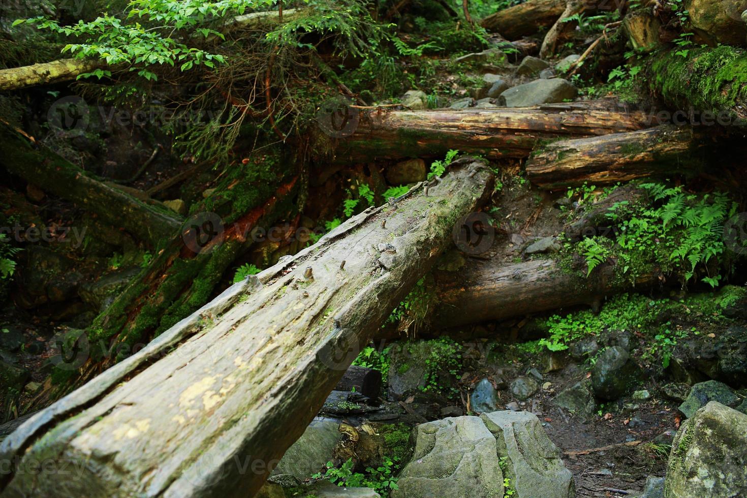 The moss covered rocks and fallen trees an ancient woodland. fallen trees in the woods covered with moss photo