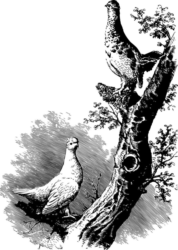 White tailed Ptarmigan vintage illustration. vector