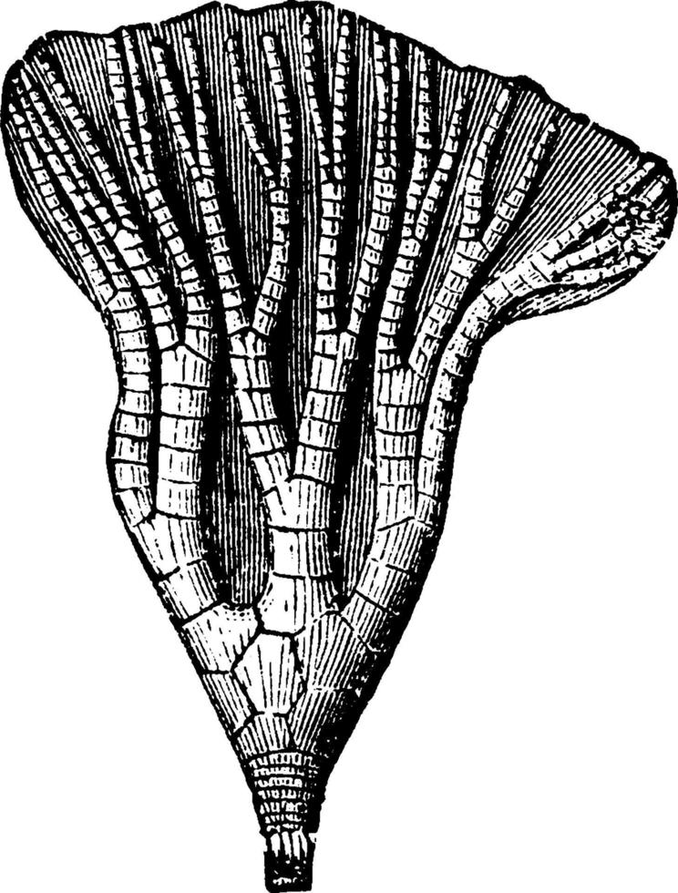 lecanocrinus irradiar, ilustración vintage vector