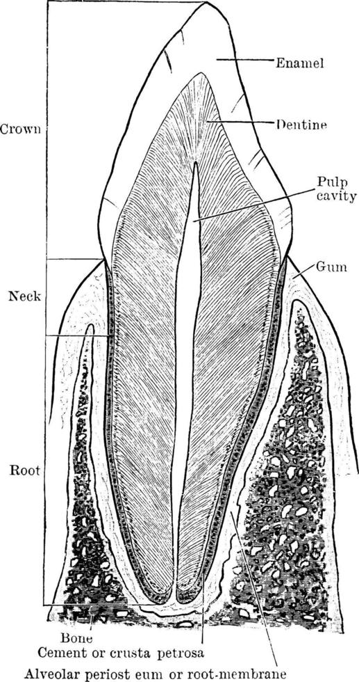 Structure of Canine Tooth, vintage illustration. vector