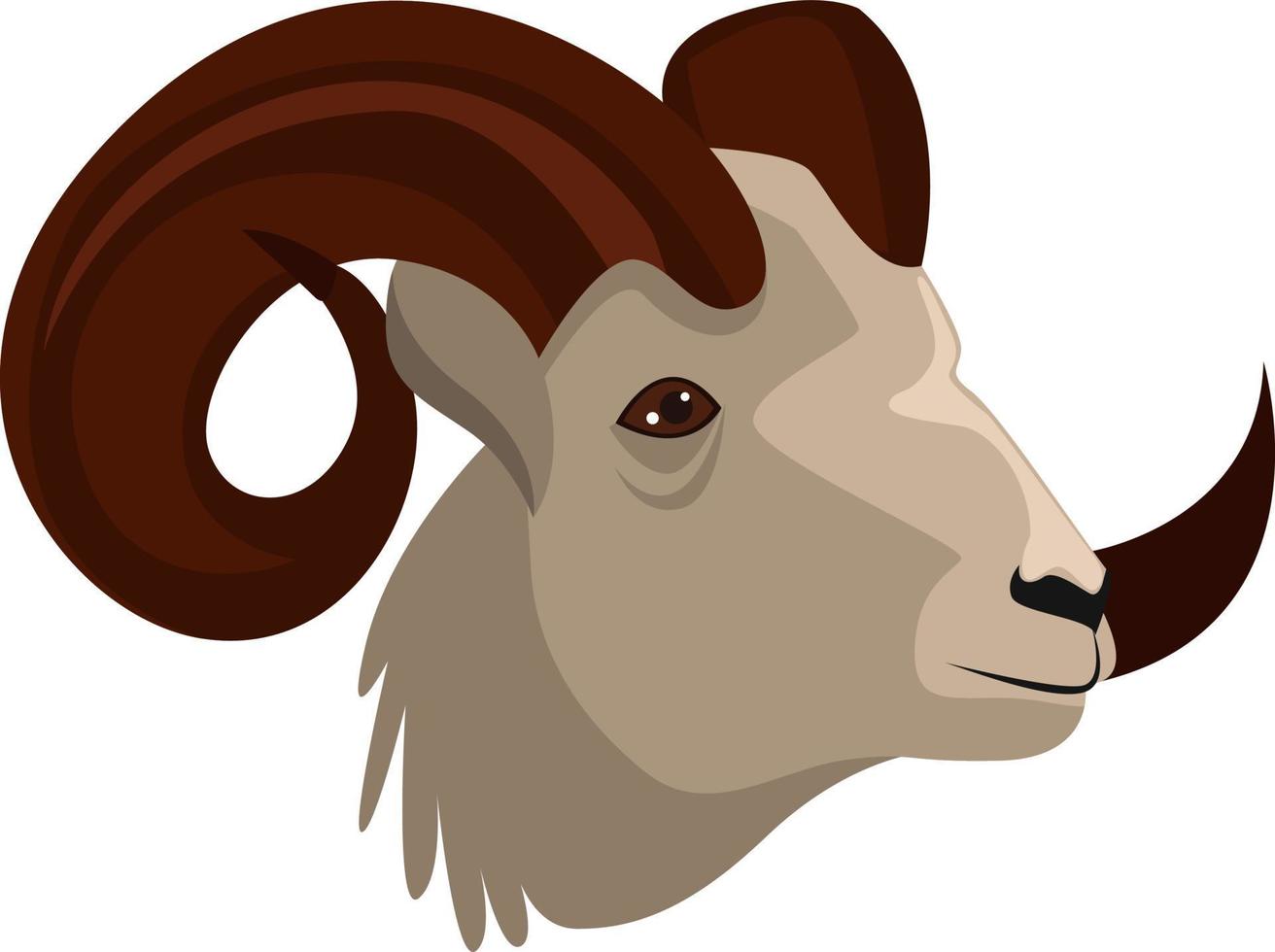 Ovis head, illustration, vector on white background