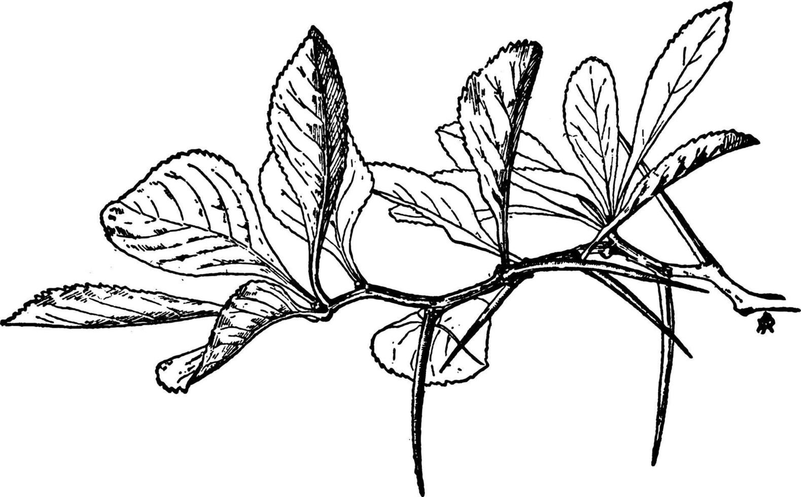 Thorn-Tree Twig vintage illustration. vector