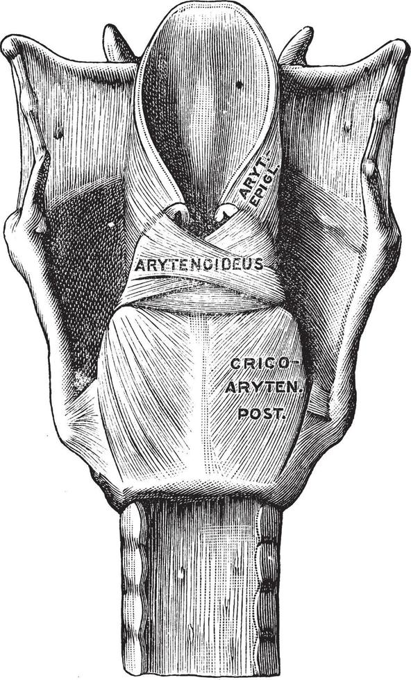 vista posterior de los músculos de la laringe, ilustración antigua. vector