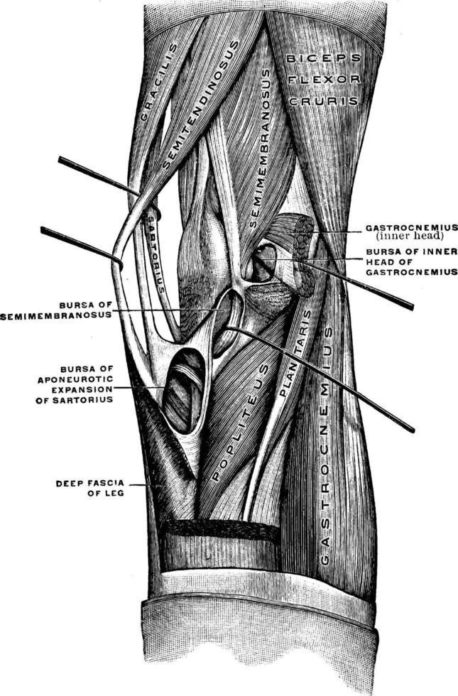 músculos de la rodilla, ilustración vintage. vector