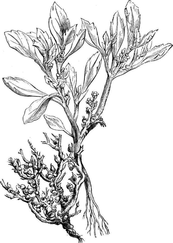 Anastatic Hierochuntina Flower vintage illustration. vector
