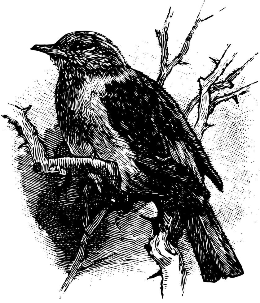 Hedge Sparrow, vintage illustration. vector