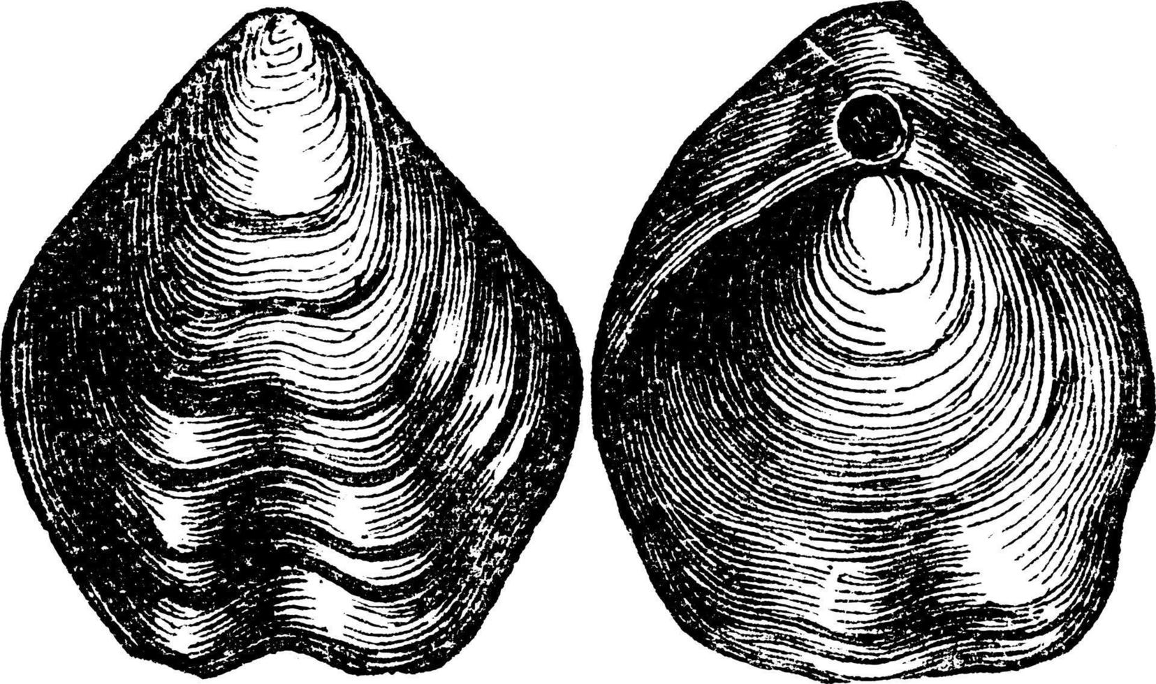 Brachiopod Terebratula biplicata, vintage illustration. vector