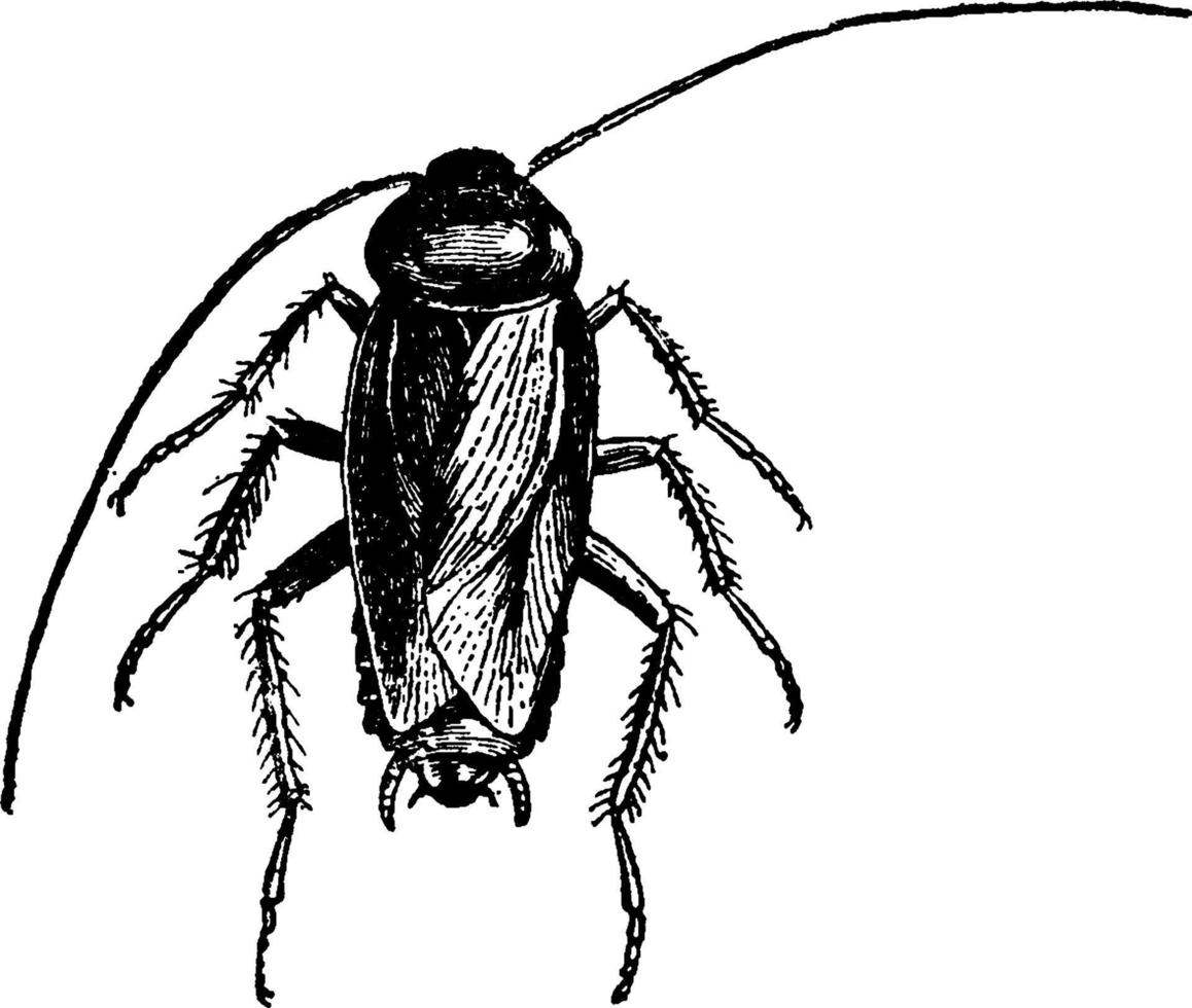 Roach, vintage illustration. vector