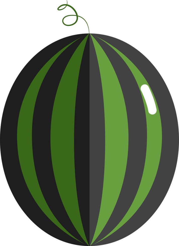 Whole ripe watermelon, illustration, vector on white background.