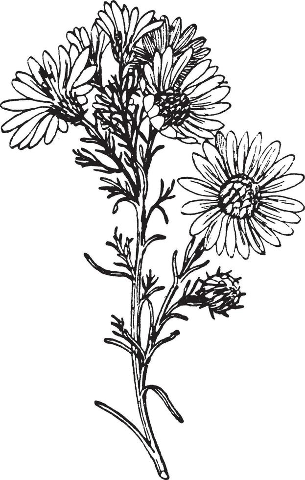 Wild Aster vintage illustration. vector