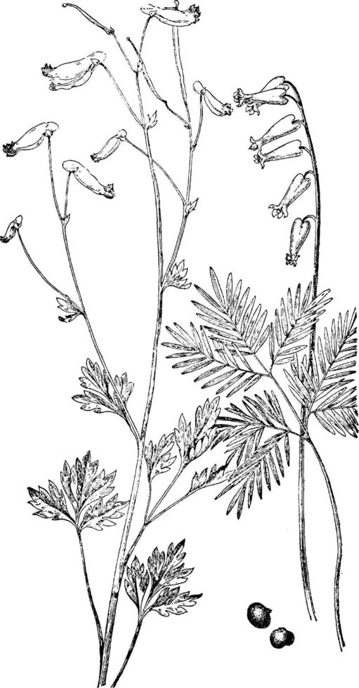 Pale Corydalis and Squirrel Corn vintage illustration. vector