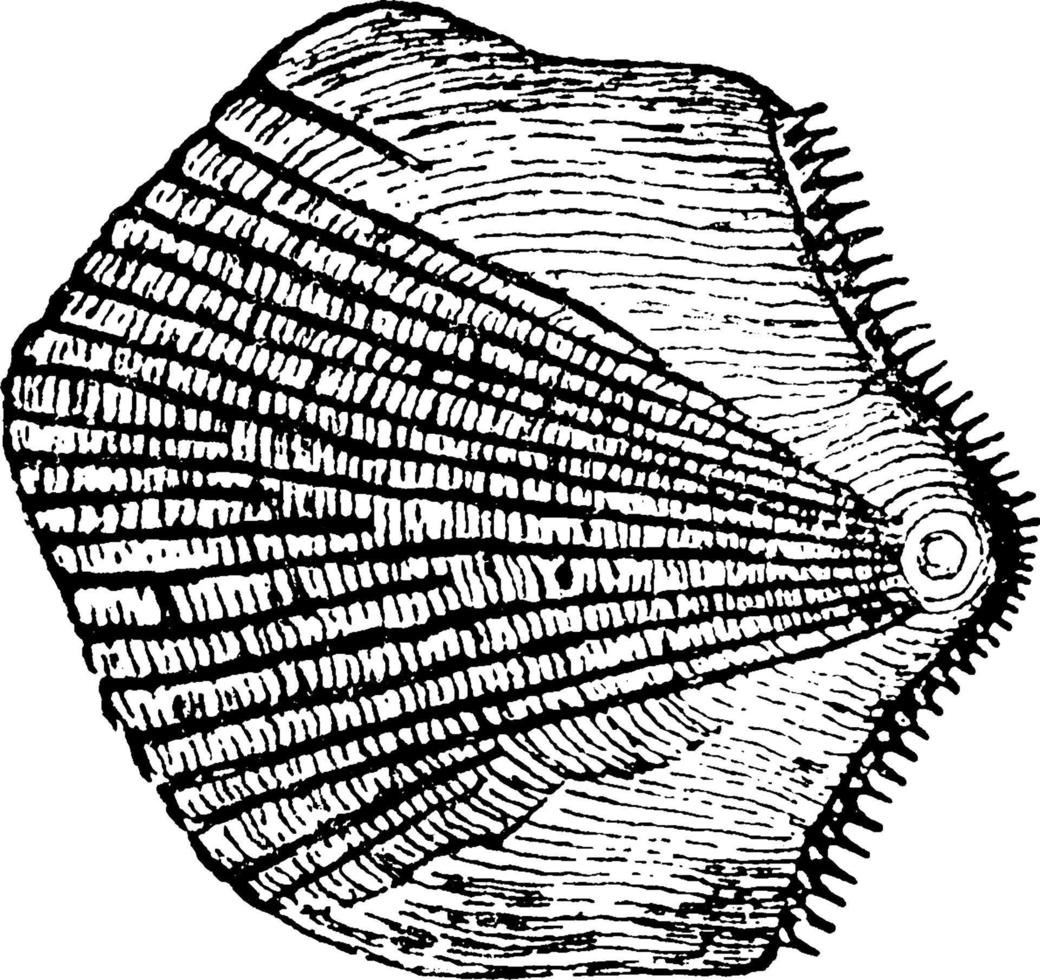 Scale or Gobius ommaturus, vintage illustration. vector