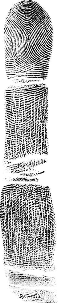 Fingerprint, vintage illustration. vector
