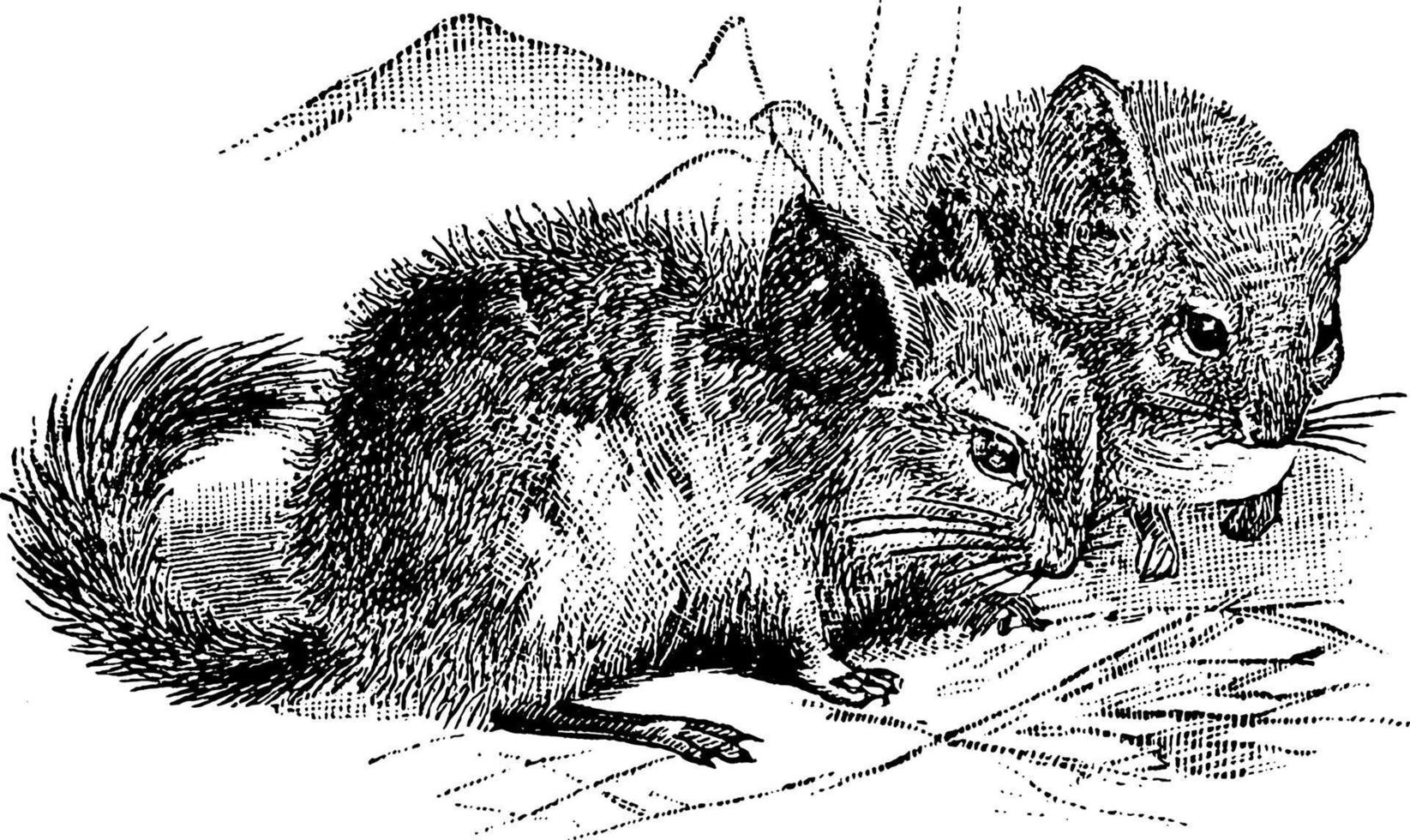 Chinchilla, C. lanigera, vintage illustration vector