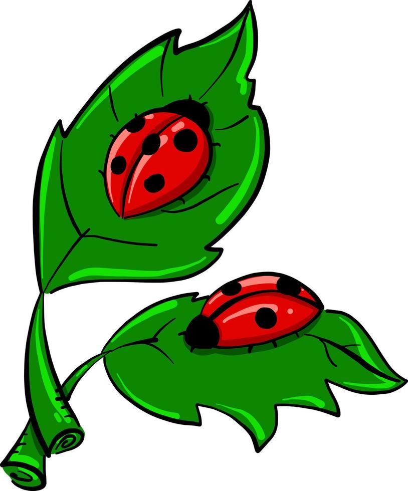 Ladybugs on leaves , illustration, vector on white background