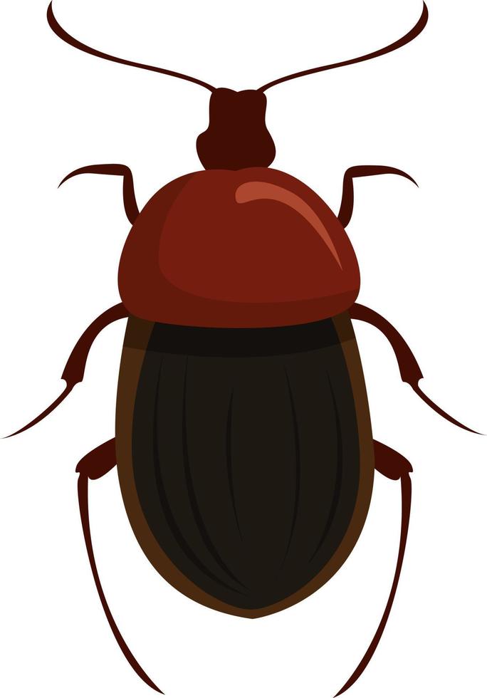 Silphidae, illustration, vector on white background