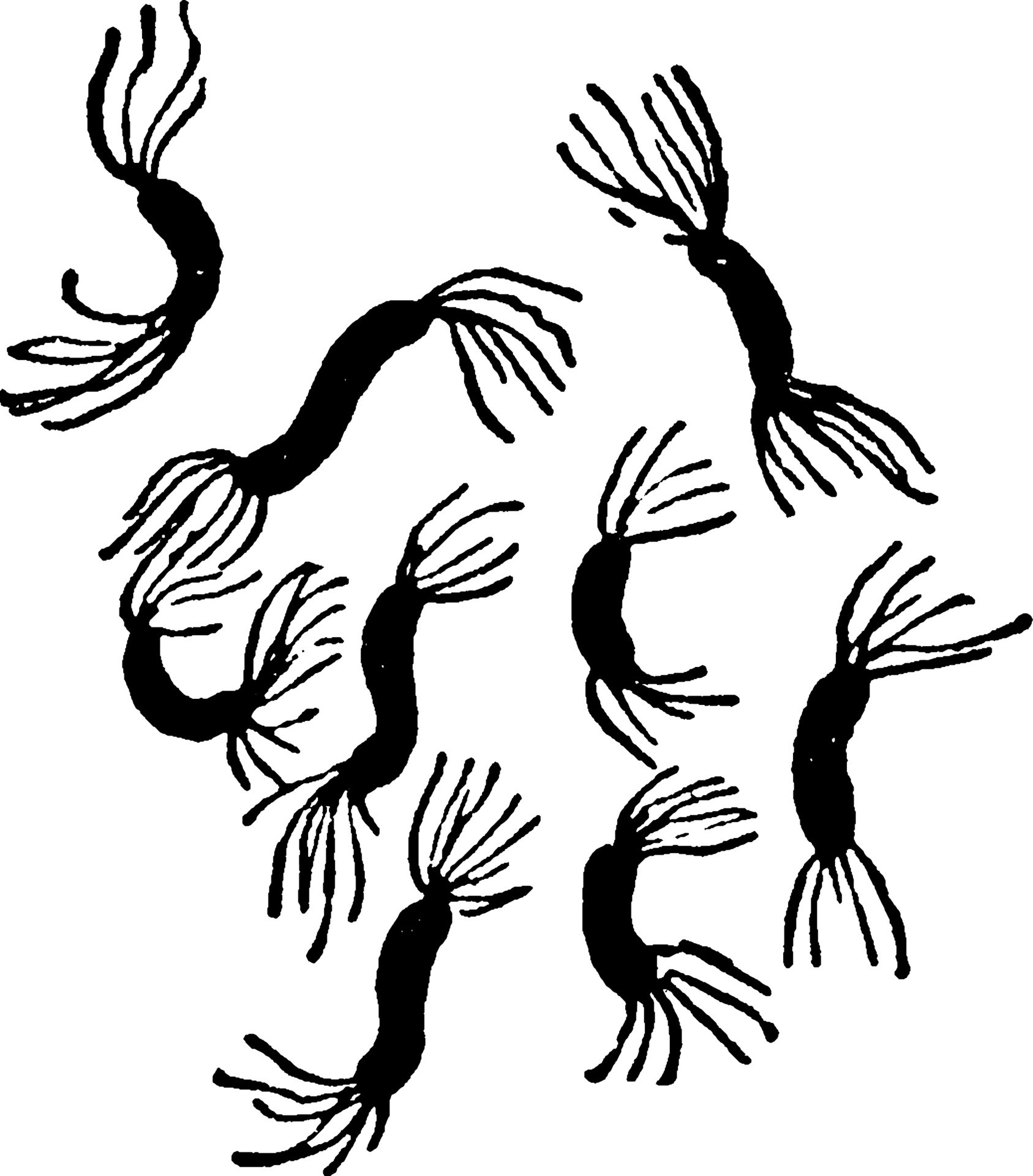 Spirillum Rubrum, vintage illustration. 13692177 Vector Art at Vecteezy