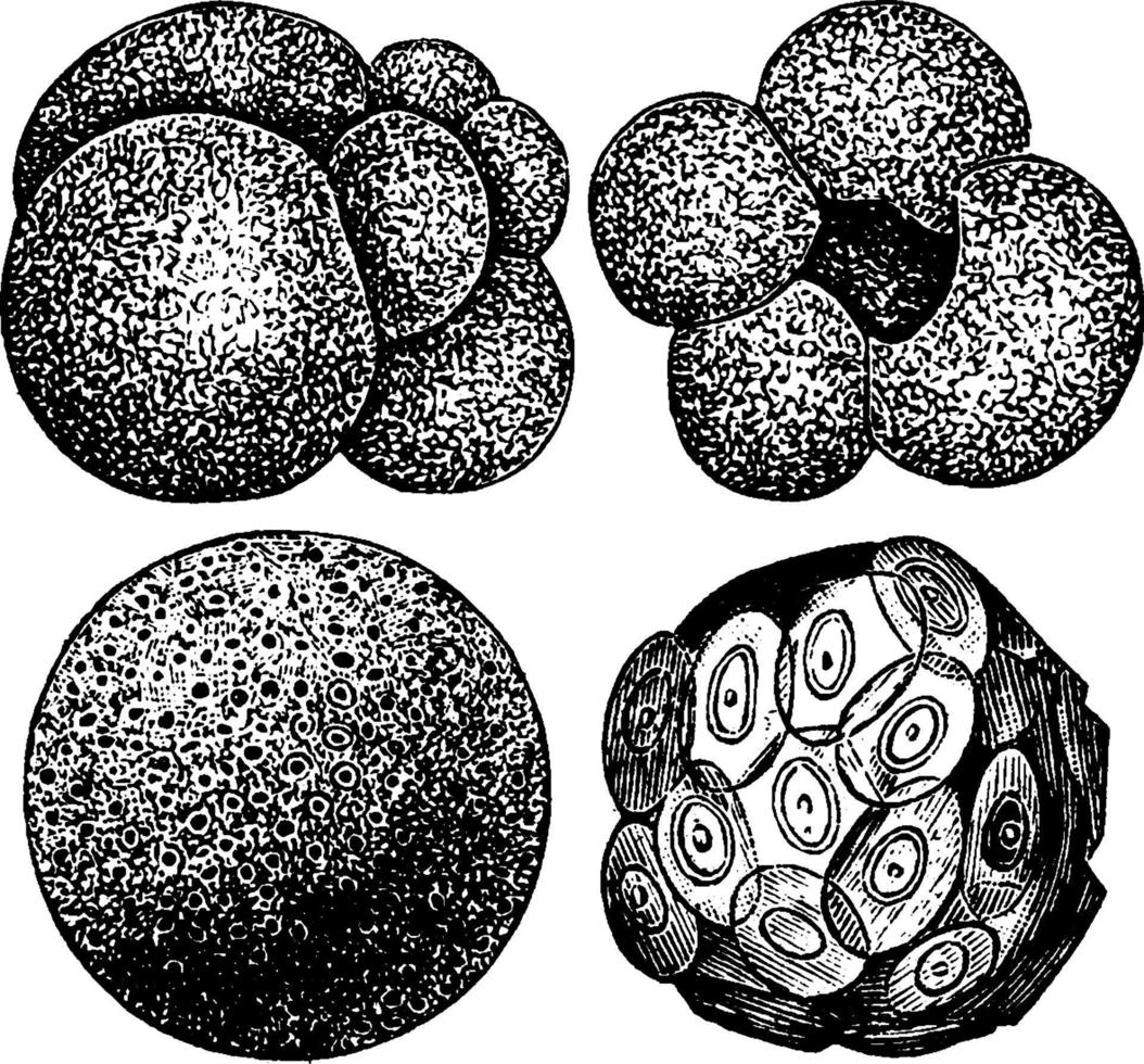 Foraminifera, vintage illustration. vector