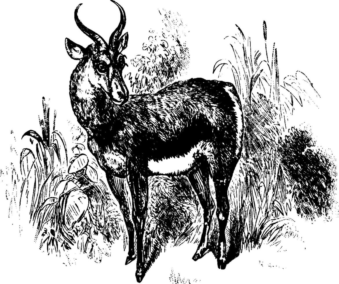 Gazelle, vintage illustration. vector