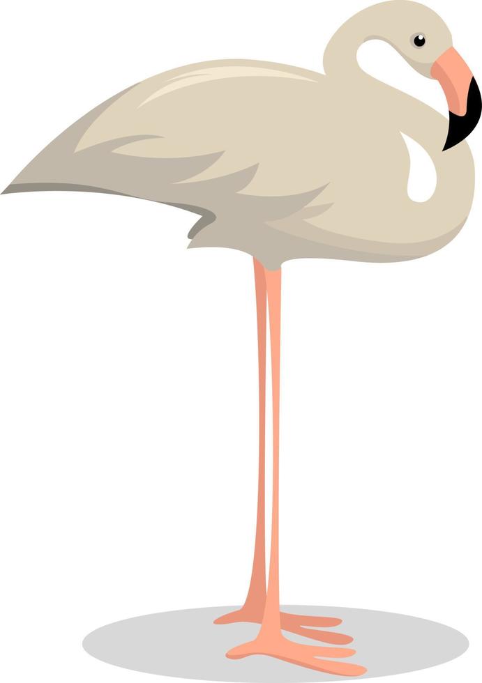 Albino flamingo, illustration, vector on white background