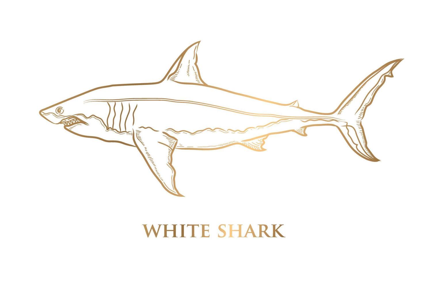 Vector gold line drawing of a great white shark on a white background.