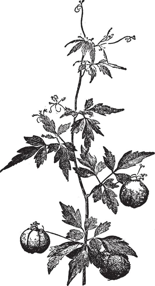 Cardiospermum Halicacabum vintage illustration. vector