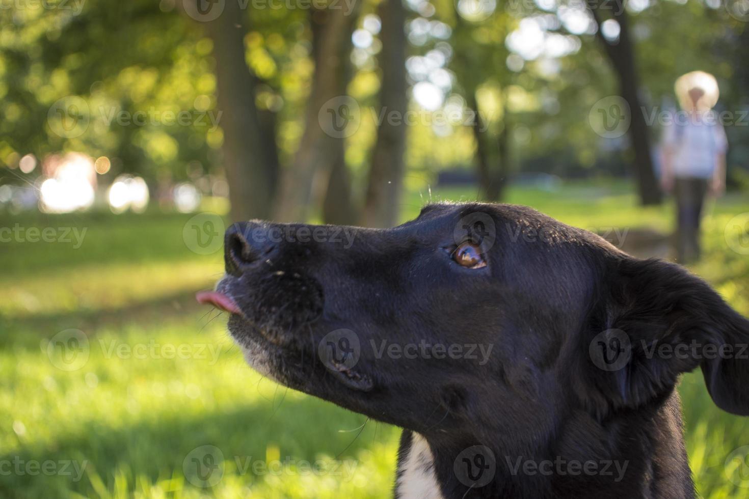 retrato de un perro blanco y negro en un parque foto