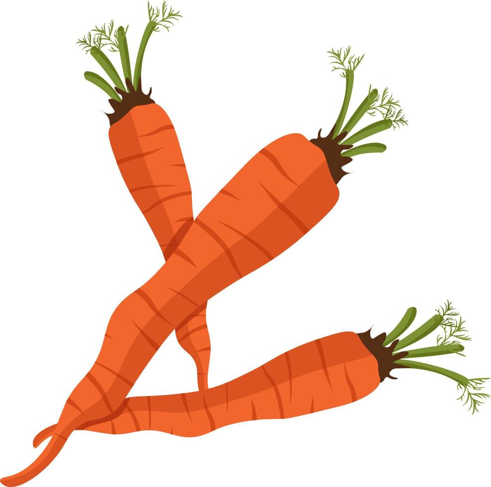 Fresh carrots, illustration, vector on white background
