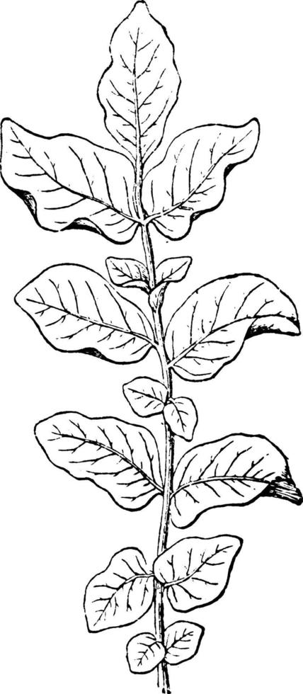 Potato Plant Leaf vintage illustration. vector