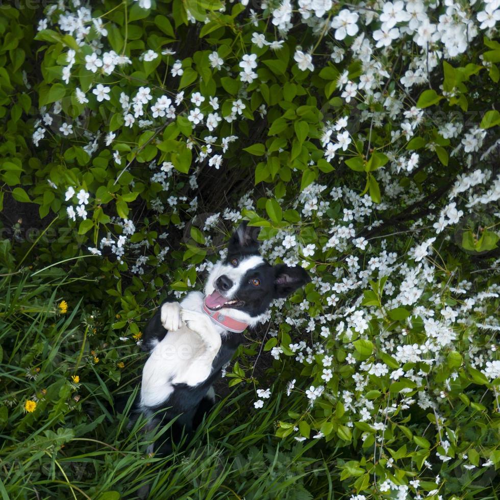 A happy dog in flowers. The pet is smiling. photo