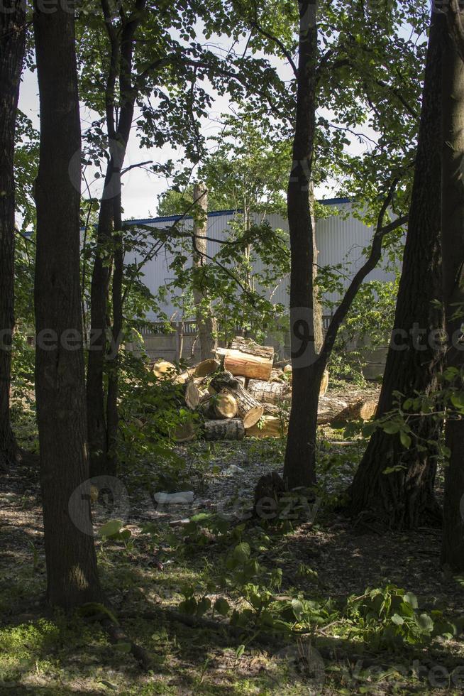 pruning trees. Slaughter of a poplar. Seasonal pruning of trees in the city park service. photo