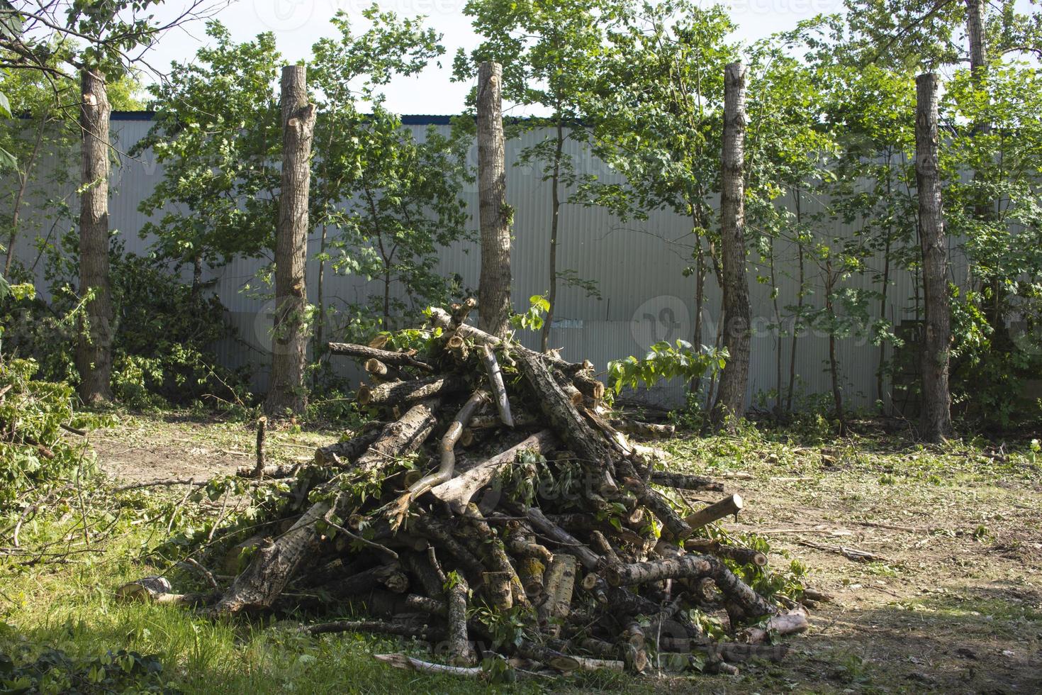 pruning trees. Slaughter of a poplar. Seasonal pruning of trees in the city park service. photo