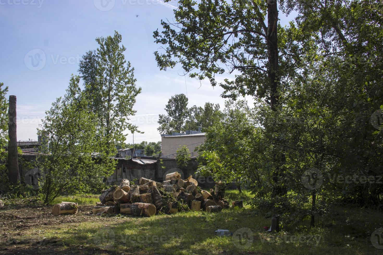 pruning trees. Slaughter of a poplar. Seasonal pruning of trees in the city park service. photo