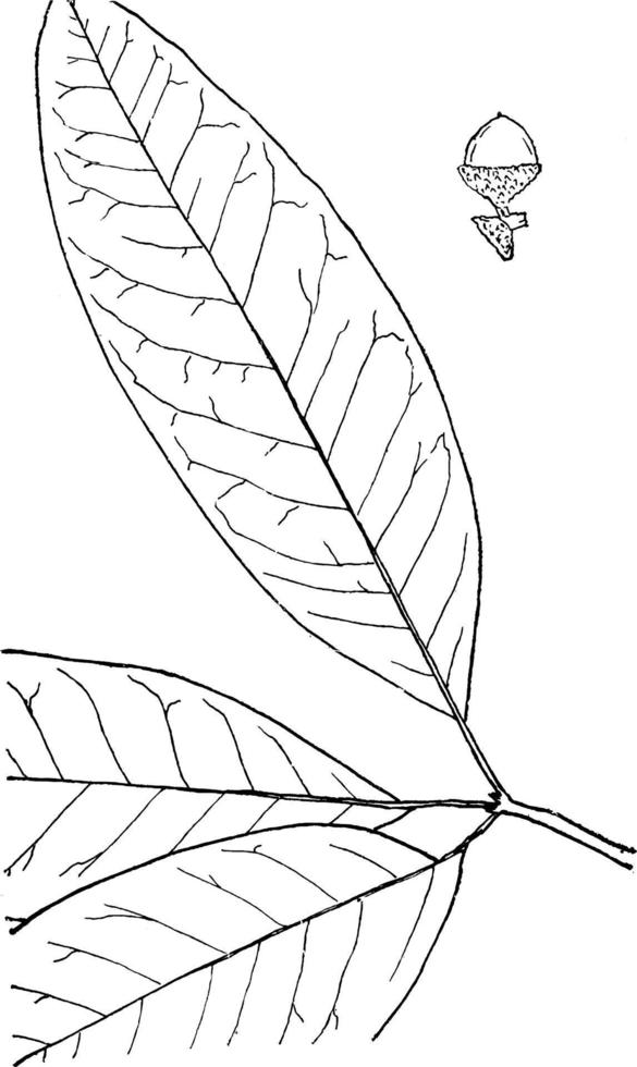 género quercus, l. ilustración vintage de roble. vector