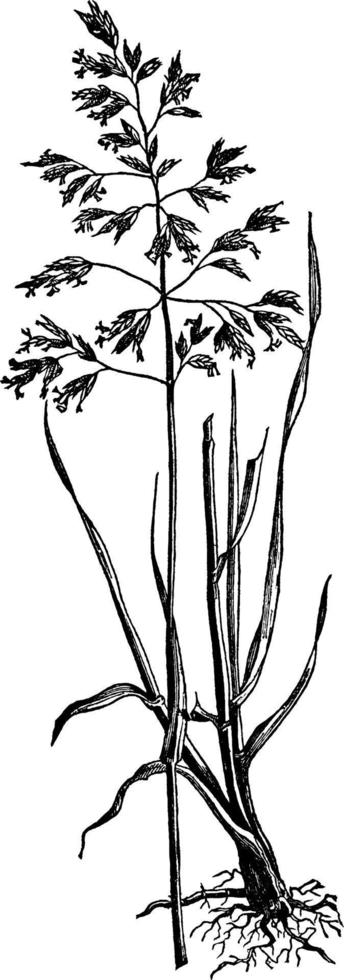 ilustración vintage de hierba de junio. vector