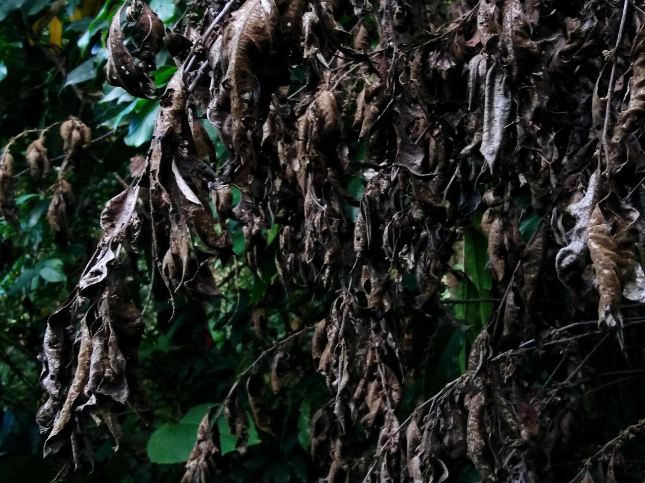 grupo de plátanos muertos y hojas en selva tropical o bosque. papel tapiz natural, planta y concepto de cultivo foto