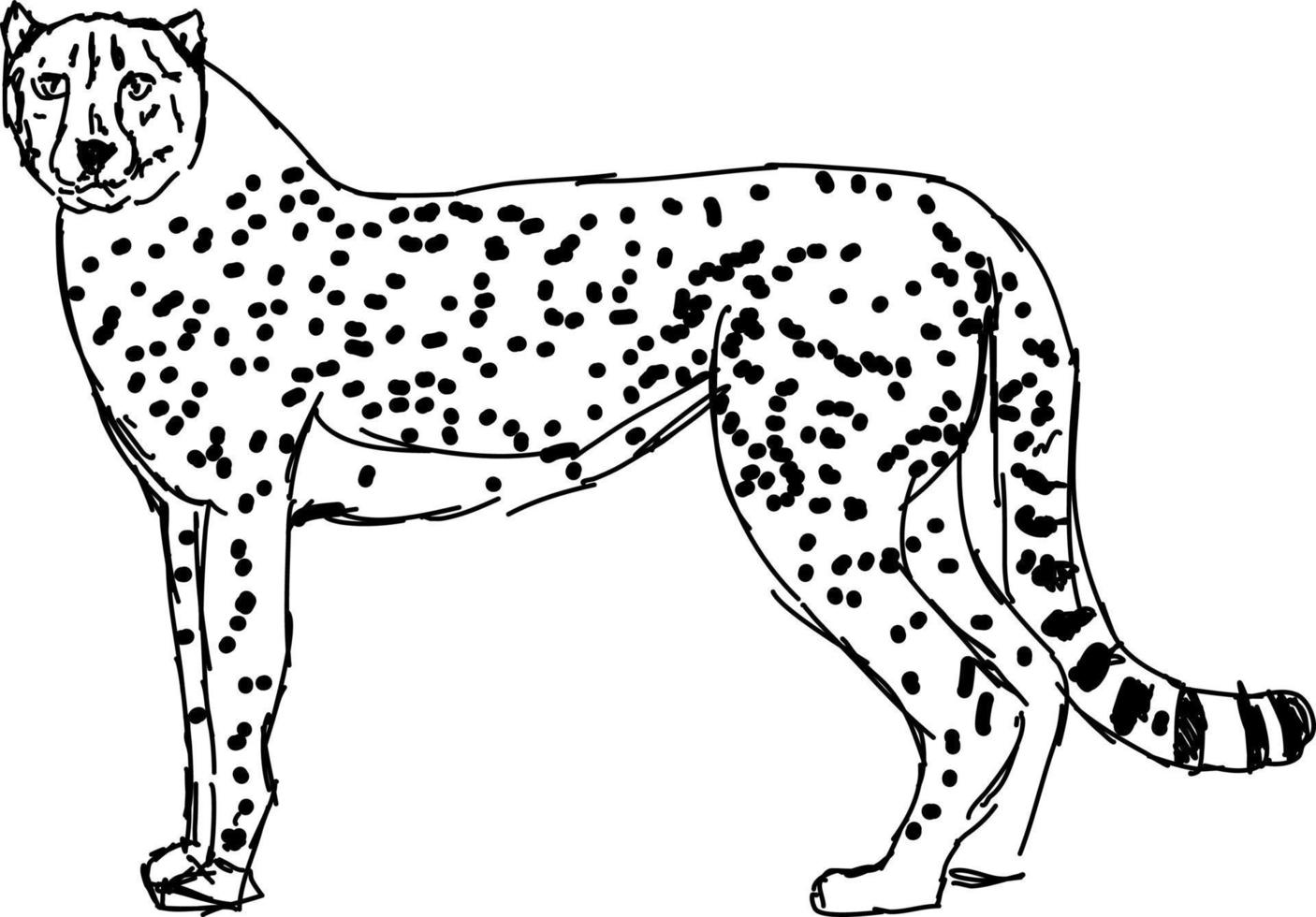 Cheetah drawing, illustration, vector on white background.