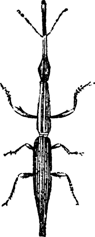 Straight Snouted Weevil, vintage illustration. vector