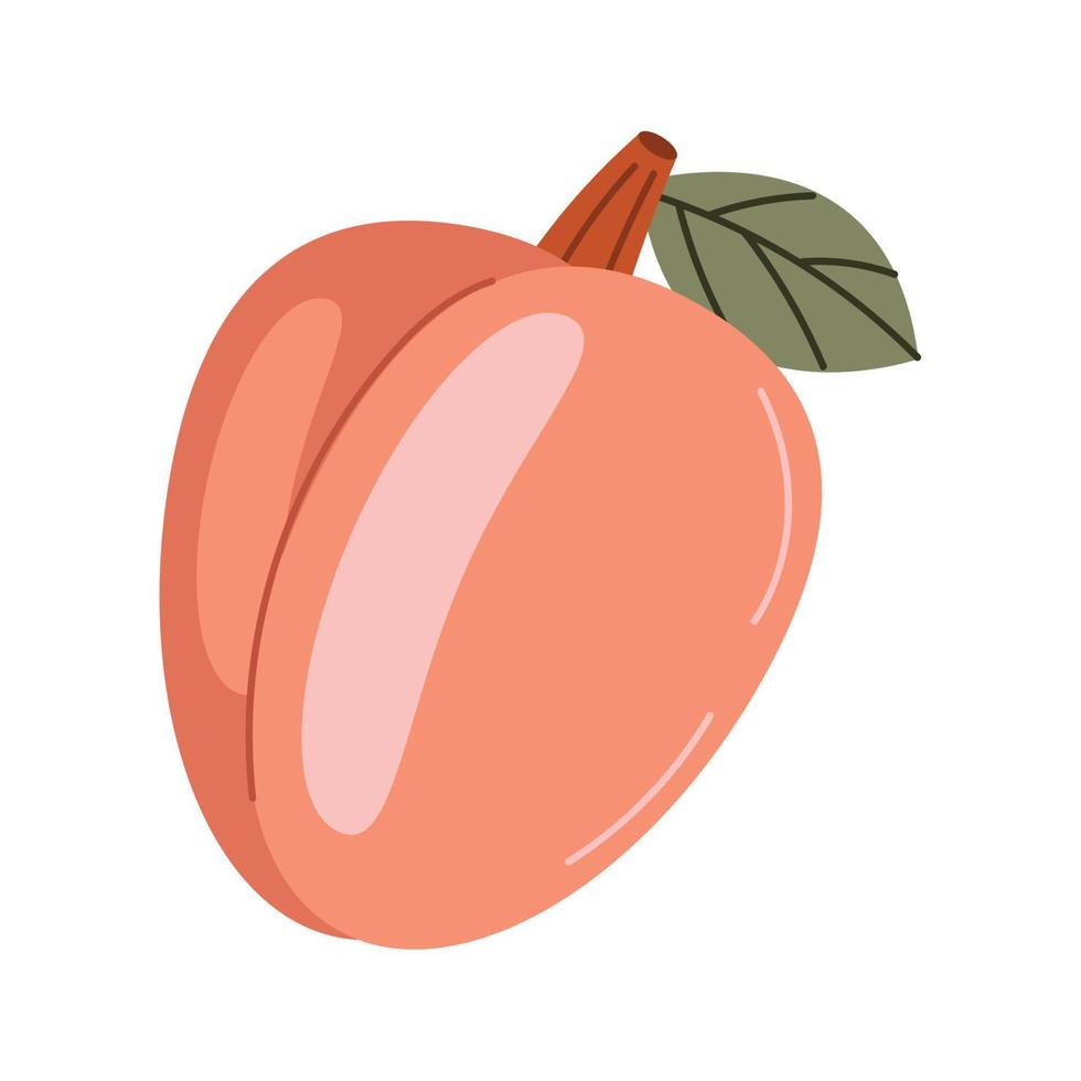 mango fresh fruit vector